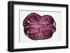 Slice of a Truffle Potato, Backlit-Foodcollection-Framed Photographic Print