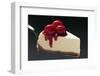 Slice of Cheesecake with Cherries on Cake Server-Foodcollection-Framed Photographic Print