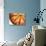 Slice of Grapefruit-null-Stretched Canvas displayed on a wall