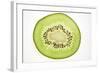 Slice of Kiwi Fruit, Backlit-Foodcollection-Framed Photographic Print