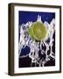 Slice of Lime on Splashing Water-Dirk Olaf Wexel-Framed Photographic Print