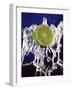 Slice of Lime on Splashing Water-Dirk Olaf Wexel-Framed Photographic Print