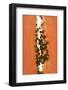 Slice of Papaya (Close-Up)-Foodcollection-Framed Photographic Print