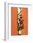 Slice of Papaya (Close-Up)-Foodcollection-Framed Photographic Print