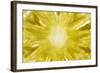 Slice of Pineapple, Backlit (Detail)-Foodcollection-Framed Photographic Print