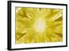 Slice of Pineapple, Backlit (Detail)-Foodcollection-Framed Photographic Print