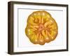 Slice of Tomato-null-Framed Photographic Print