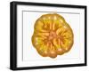 Slice of Tomato-null-Framed Photographic Print