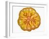 Slice of Tomato-null-Framed Photographic Print