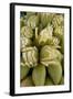 Sliced Raw Mangoes Displayed for Sale, Kanyakumari, Tamil Nadu, India, Asia-Balan Madhavan-Framed Photographic Print