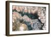 Sliced rock crystals of a geode-Zandria Muench Beraldo-Framed Photographic Print