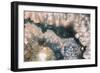 Sliced rock crystals of a geode-Zandria Muench Beraldo-Framed Photographic Print