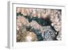 Sliced rock crystals of a geode-Zandria Muench Beraldo-Framed Photographic Print