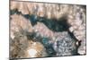 Sliced rock crystals of a geode-Zandria Muench Beraldo-Mounted Photographic Print