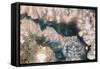 Sliced rock crystals of a geode-Zandria Muench Beraldo-Framed Stretched Canvas