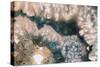 Sliced rock crystals of a geode-Zandria Muench Beraldo-Stretched Canvas