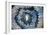 Sliced rock crystals-Zandria Muench Beraldo-Framed Photographic Print