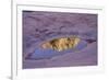 Slide Rock State Park, Oak Creek, Sedona, Arizona-Rob Sheppard-Framed Photographic Print