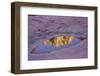 Slide Rock State Park, Oak Creek, Sedona, Arizona-Rob Sheppard-Framed Photographic Print