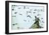 Slider (Turtle)-Gary Carter-Framed Premium Photographic Print