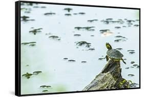 Slider (Turtle)-Gary Carter-Framed Stretched Canvas