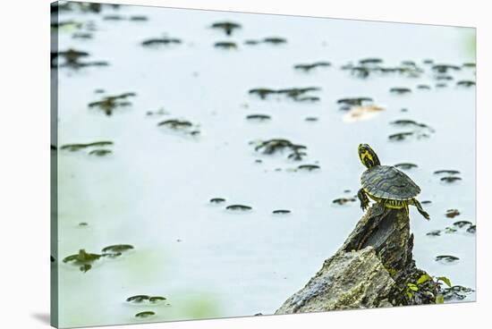 Slider (Turtle)-Gary Carter-Stretched Canvas