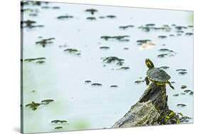 Slider (Turtle)-Gary Carter-Stretched Canvas