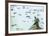 Slider (Turtle)-Gary Carter-Framed Photographic Print