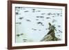 Slider (Turtle)-Gary Carter-Framed Photographic Print