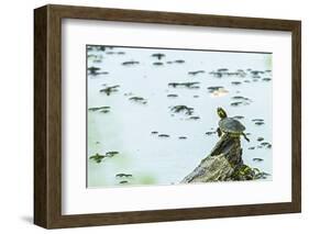 Slider (Turtle)-Gary Carter-Framed Photographic Print