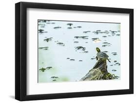 Slider (Turtle)-Gary Carter-Framed Photographic Print