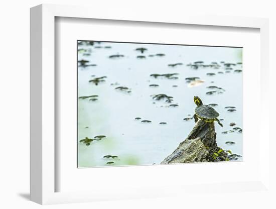 Slider (Turtle)-Gary Carter-Framed Photographic Print