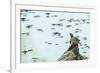 Slider (Turtle)-Gary Carter-Framed Photographic Print