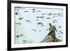 Slider (Turtle)-Gary Carter-Framed Photographic Print