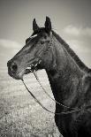 Portrait of Black Horse - Sepia Toned - Vintage Style-slidezero-Photographic Print