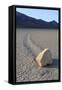 Sliding Stone or Moving Rock of Racetrack Playa, Death Valley, California, USA-Mark Taylor-Framed Stretched Canvas