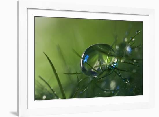 Slightly Blue-Heidi Westum-Framed Photographic Print