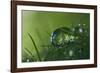 Slightly Blue-Heidi Westum-Framed Photographic Print