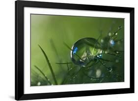 Slightly Blue-Heidi Westum-Framed Photographic Print