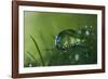 Slightly Blue-Heidi Westum-Framed Photographic Print