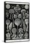 Slime Molds-Ernst Haeckel-Framed Stretched Canvas