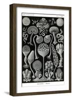 Slime Molds-Ernst Haeckel-Framed Art Print