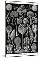 Slime Molds-Ernst Haeckel-Mounted Art Print