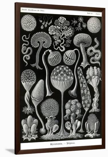 Slime Molds-Ernst Haeckel-Framed Art Print