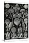 Slime Molds-Ernst Haeckel-Stretched Canvas