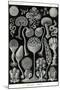 Slime Molds-Ernst Haeckel-Mounted Art Print