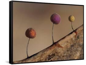 Slime mould, close up of sporangia, Buckinghamshire, UK-Andy Sands-Framed Stretched Canvas