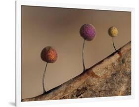 Slime mould, close up of sporangia, Buckinghamshire, UK-Andy Sands-Framed Photographic Print