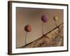 Slime mould, close up of sporangia, Buckinghamshire, UK-Andy Sands-Framed Photographic Print