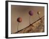 Slime mould, close up of sporangia, Buckinghamshire, UK-Andy Sands-Framed Photographic Print